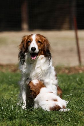 Kooikerhondje