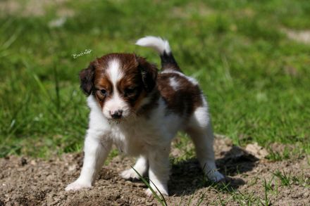 Kooikerhondje