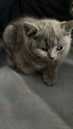 Süße BKH Kätzchen