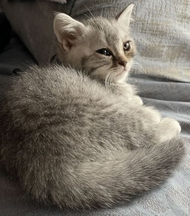 Süße BKH Kätzchen