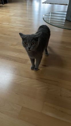 Süße BKH Kätzchen