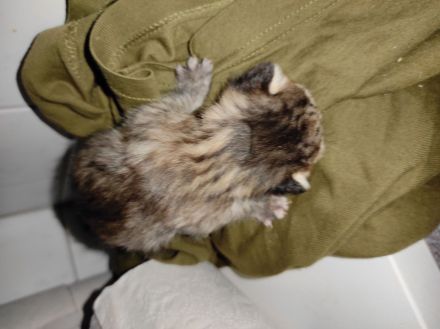 Katzenbabys europäisch Kurzhaar