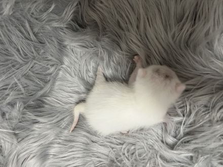 Britischlanghaar bengal mix kitten