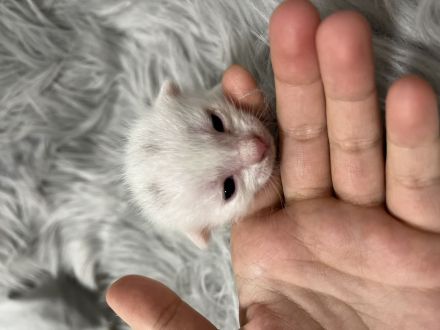 Britischlanghaar bengal mix kitten