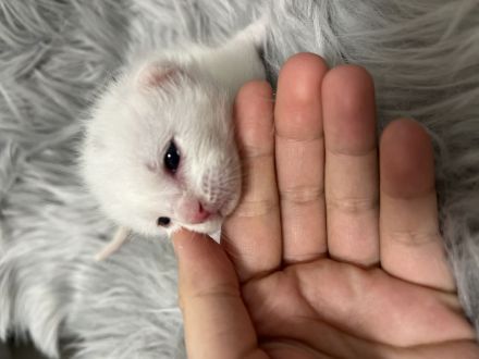 Britischlanghaar bengal mix kitten