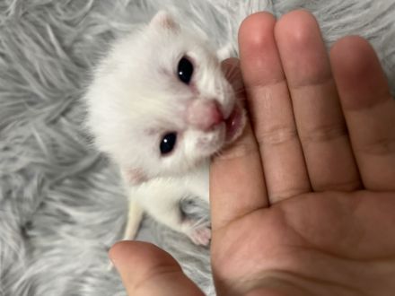 Britischlanghaar bengal mix kitten