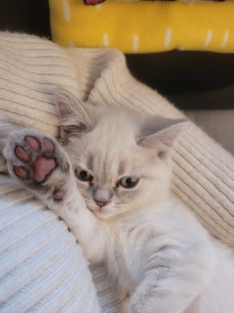 Britisch Kurzhaar Kitten