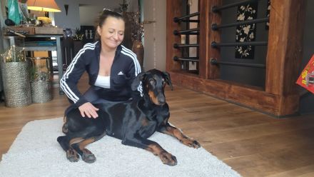 Zuckersüße Dobermannwelpen geb. Am 07.05.2023