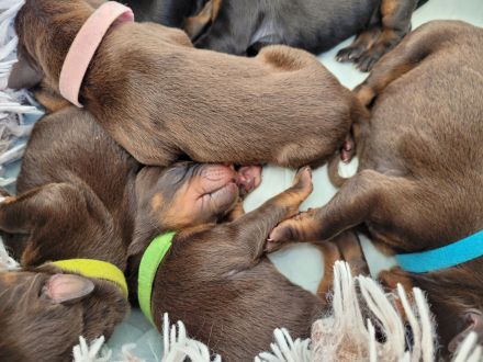 Zuckersüße Dobermannwelpen geb. Am 07.05.2023