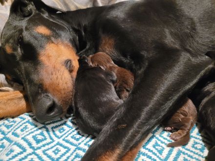 Zuckersüße Dobermannwelpen geb. Am 07.05.2023