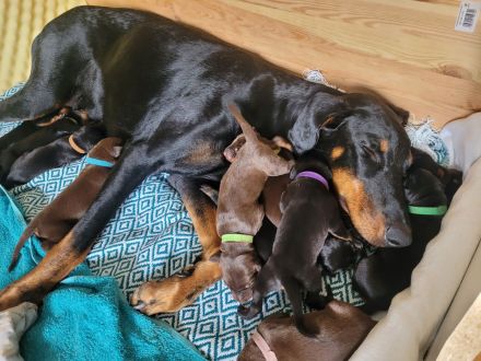 Zuckersüße Dobermannwelpen geb. Am 07.05.2023