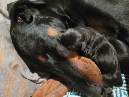 Zuckersüße Dobermannwelpen geb. Am 07.05.2023