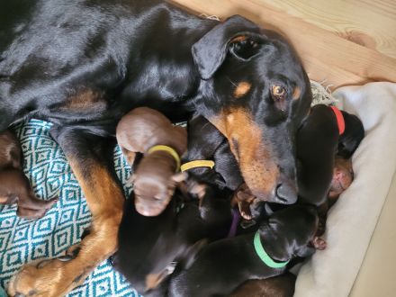 Zuckersüße Dobermannwelpen geb. Am 07.05.2023