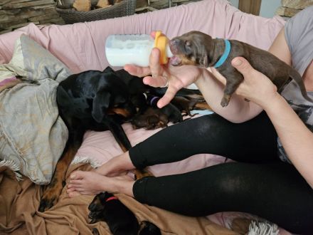 Zuckersüße Dobermannwelpen geb. Am 07.05.2023