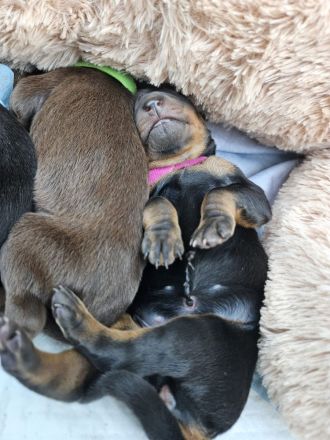 Zuckersüße Dobermannwelpen geb. Am 07.05.2023