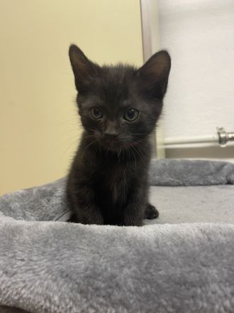 Mischlinge Bombay(Mama)+ Chantilly-Tiffany(Papa)