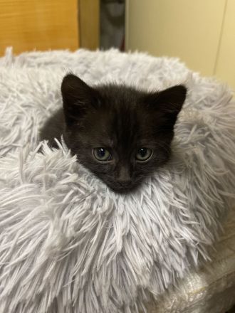 Mischlinge Bombay(Mama)+ Chantilly-Tiffany(Papa)