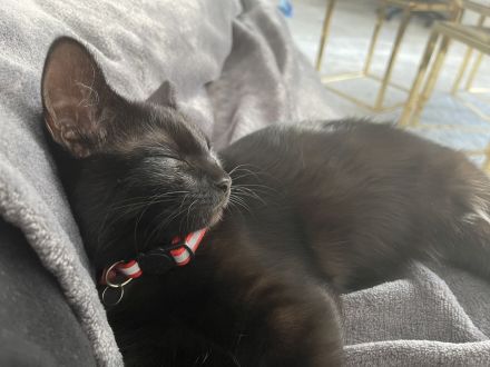 Mischlinge Bombay(Mama)+ Chantilly-Tiffany(Papa)