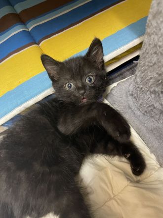 Mischlinge Bombay(Mama)+ Chantilly-Tiffany(Papa)