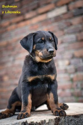 Beauceron-Welpen mit FCI papieren aus der Tschechischen Rep.