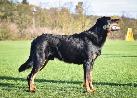Beauceron-Welpen mit FCI papieren aus der Tschechischen Rep.