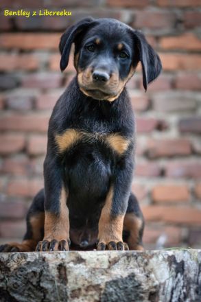 Beauceron-Welpen mit FCI papieren aus der Tschechischen Rep.