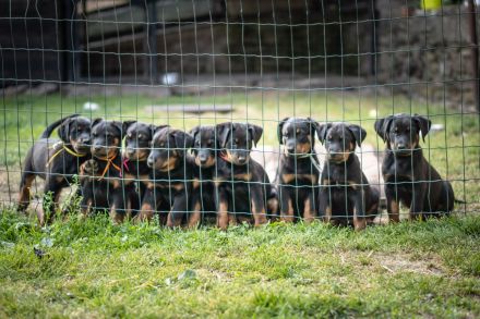 Beauceron-Welpen mit FCI papieren aus der Tschechischen Rep.