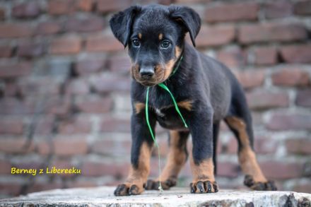 Beauceron-Welpen mit FCI papieren aus der Tschechischen Rep.