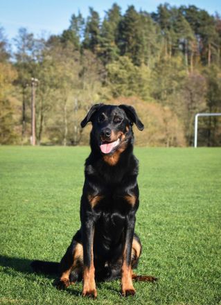 Beauceron-Welpen mit FCI papieren aus der Tschechischen Rep.