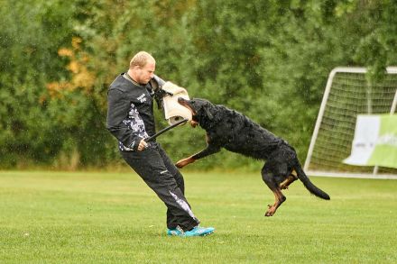 Beauceron-Welpen mit FCI papieren aus der Tschechischen Rep.