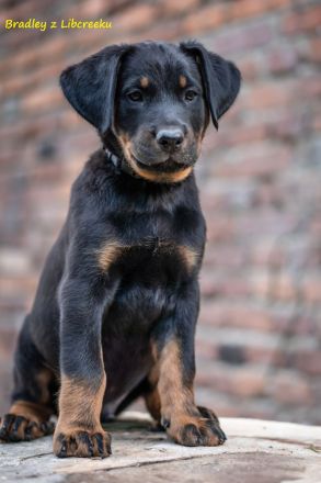 Beauceron-Welpen mit FCI papieren aus der Tschechischen Rep.