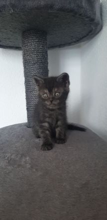 Kitten zu verkaufen