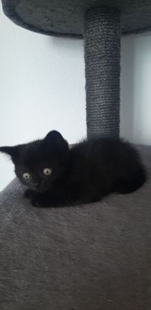 Kitten zu verkaufen