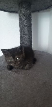 Kitten zu verkaufen