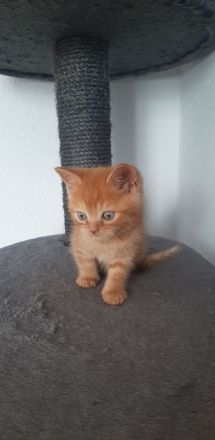 Kitten zu verkaufen