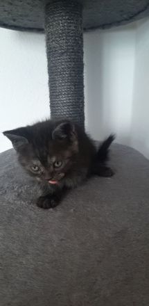 Kitten zu verkaufen