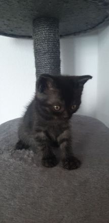 Kitten zu verkaufen