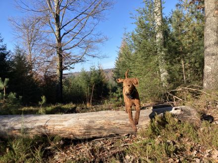 Königspudel / Großpudel Deckrüde (kein Verkauf)