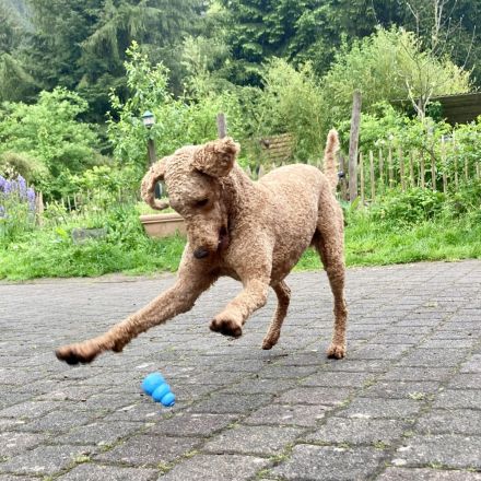 Königspudel / Großpudel Deckrüde (kein Verkauf)