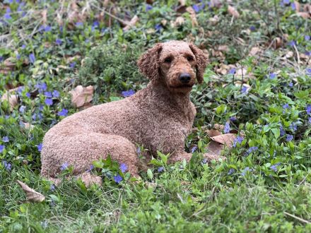 Königspudel / Großpudel Deckrüde (kein Verkauf)