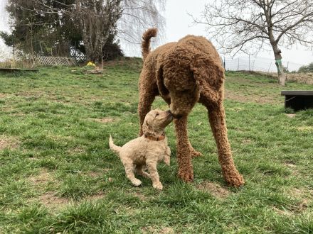 Königspudel / Großpudel Deckrüde (kein Verkauf)