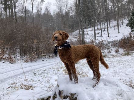 Königspudel / Großpudel Deckrüde (kein Verkauf)