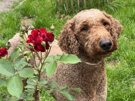 Königspudel / Großpudel Deckrüde (kein Verkauf)
