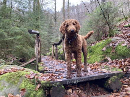 Königspudel / Großpudel Deckrüde (kein Verkauf)