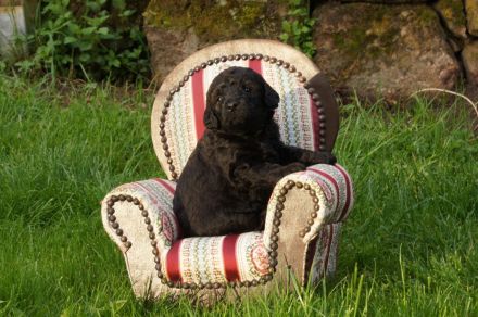 Labradoodle Welpen Medium F1bb mit Papieren