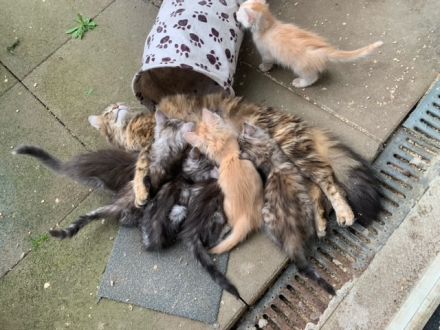 Türkisch Angora Kitten Reinrassig mit Stammbaum zu verkaufen