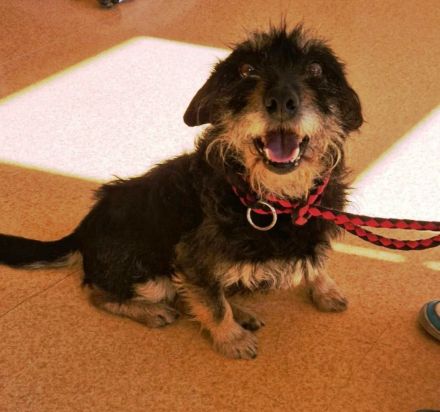 Turbó sucht ein Zuhause