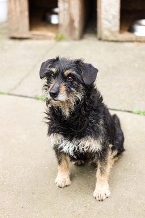 Turbó sucht ein Zuhause