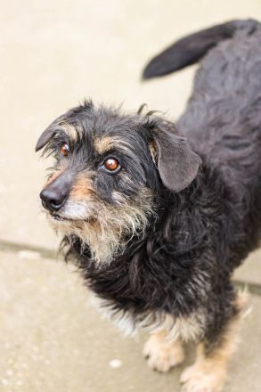 Turbó sucht ein Zuhause