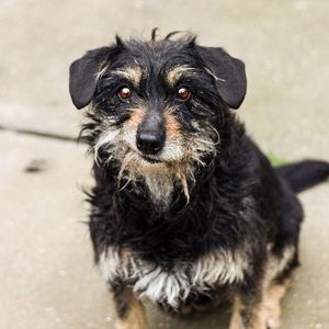 Turbó sucht ein Zuhause